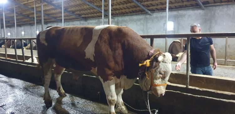 <p>Besici Kukla, boğayı çok emek vererek büyüttüklerini belirterek, "Hayvanımızın fiyatı 260 bin liradır. Alıcısına hayırlı olsun. Net 1 tondur. Müşterisini bekliyorum." dedi.</p>