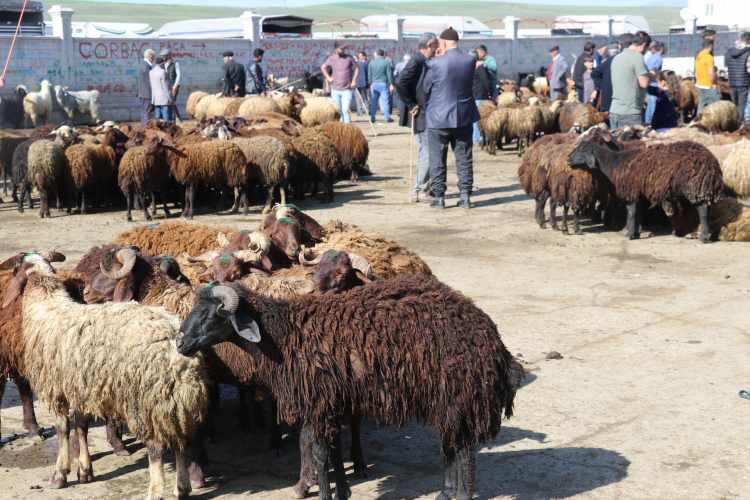 <p>Şimdiye kadar bir hayvanı bile zor sattıklarını ifade eden besiciler hayvanlarını satabilmek için bekleyişlerini sürdürüyor.</p>