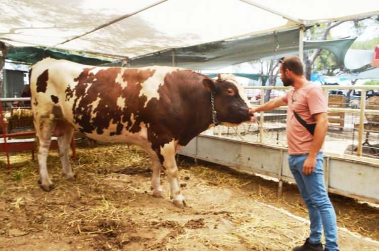<p>Kurban Pazarı'nı ziyaret edenlerin ilgi gösterdiği Paşa ile ilgili açıklamalarda bulunan hayvanın sahibi İbrahim Karagöz, “2 buçuk yaşındaki Paşa'nın şu andaki canlı ağırlığı 1380 kilogramdır. Kendi çiftliğimizde besledik ve büyüttük. Şu anda satışa çıkardık. İnanın satılıp, satılmaması da o kadar önemli değil. İsteyen gelip, inceleyebilir. Bu çukurda böylesi yok” dedi.</p>