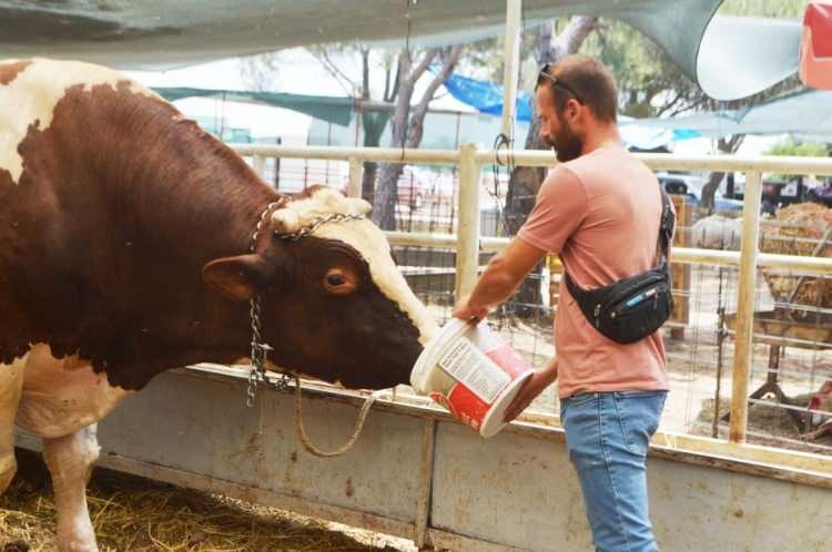 <p>Kurban Pazarı'nı ziyaret edenlerin Paşa'ya yoğun ilgi gösterdiğini anlatan Karagöz, “Paşa, ne kadar güçlü olduğunun farkında. Bu yüzden de biz bile pek fazla yanına yaklaşamıyoruz. </p>