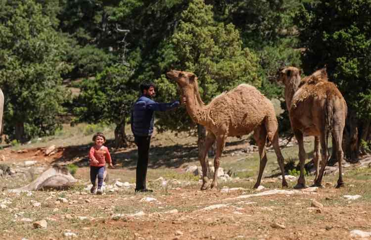 <p>Yörük geleneğini sürdürdüğünü anlatan Ali Uçar, <em><strong>"Bahar aylarında Mersin'den hareket eder, Konya Toros Dağları yaylalarına çıkarız. Son zamanlarda Ağaççı Yaylası'na geliyoruz. Orman işletme şefliği görevlileri sağ olsun müsait yerleri gösteriyor, onların sayesinde biz hayvanlarımızı otlatıyoruz. Bizim aslımız Konya'dan Mersin'e göç etmiş. Biz dedelerimizden duyuyorduk. Yeni nesil bunu bilmez. Konya'nın aslı Yörük. Oradan her yere dağılmışız. Orta Asya'dan develerimizle, hayvanlarımızla göçtüğümüzde Konya'ya gelmişiz. Ben bu nesli sürdürüyorum. Geleneğim de budur. Bizden önceki nesil de ömrünü dağda geçirdi, biz de doğduğumuzdan beri dağlardayız. Şehir yaşamına karışmak istemedik çünkü hayvanlarımız var. 10 çocuğum var hepsini dağlarda büyüttüm"</strong></em> diye konuştu.</p>
<p> </p>