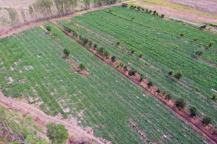 <p>Tarım ve Orman Bakanlığının destek ve teşvikleriyle Iğdır Ovası'nda yapılan kara karpuz üretimi ise çiftçilerin önemli geçim kaynağını oluşturuyor.</p>
