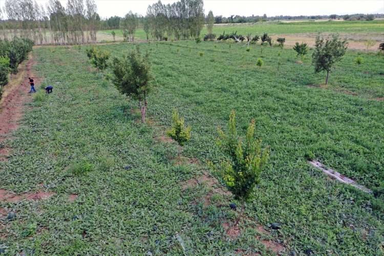 <p>Yerli kara karpuzumuzun potasyum ve kalsiyum oranı yüksektir. Üreticilerimizin ürettiği bu ürün, lezzeti ve aromasından dolayı cazip hale gelmektedir." diye konuştu.</p>