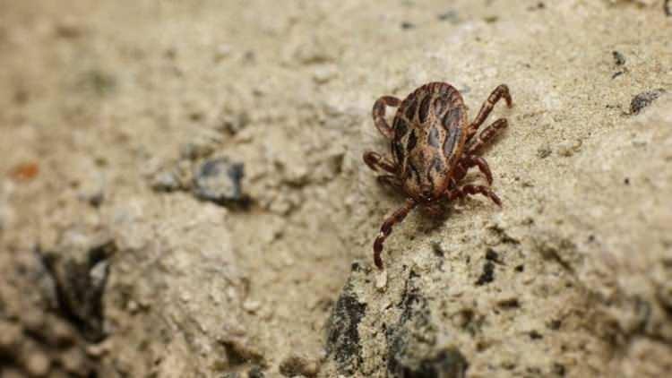 <p>Gölova ilçesinde yaşayan 36 yaşındaki Ş.T’nin vücuduna kene yapıştı. Rahatsızlanan Ş.T, Sivas Cumhuriyet Üniversitesi Sağlık Hizmetleri Uygulama ve Araştırma Hastanesi’ne kaldırıldı.</p>