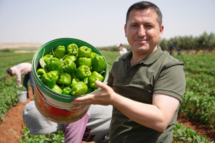 <p>Yani nasip olursa dönümüne yaklaşık 8 ile 10 ton arası bir verim bekliyoruz. </p>