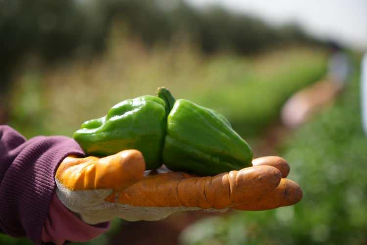 <p>Bu yıl ise inşallah daha da fazla rekolte yüksek olacak. Beklediğimiz tonaj 8 ton ve 10 ton arası. Ben bu tarladan yaklaşık 250 ile 300 ton bir rekolte bekliyorum'' diye konuştu.</p>