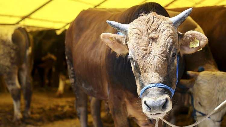 <p>Zincir marketlerin kurbanlık hayvan kesim işlemleri, veteriner, noter ve din görevlisi gözetiminde, İslami usullere, yasal mevzuat ve standartlara uygun tesislerde yapılacak. </p>