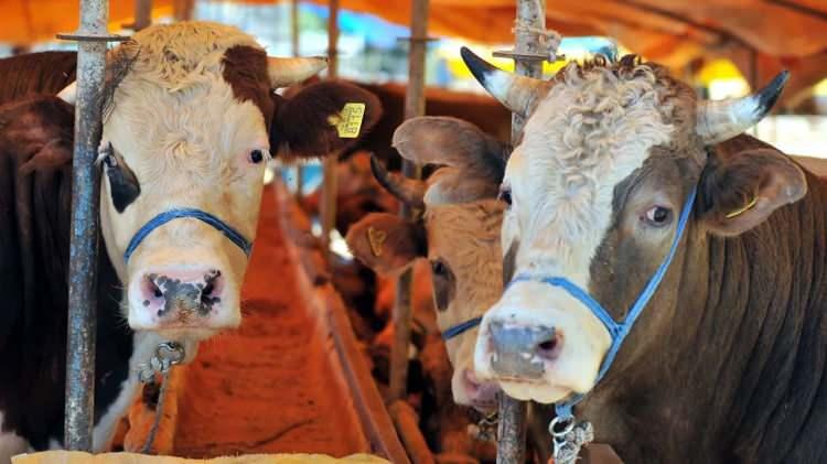 <p><strong>ZİNCİR MARKETLERDE KURBAN FİYATLARI NE KADAR?</strong></p>

<p> </p>

<p>İslami usullere uygun kesildiği belirtilen Migros'ta Küçükbaş Karaman (12-16 kg) 11 bin 950 lirayken Money Bonus'lu fiyatı 10 bin 950 liradan satışı yapılıyor.</p>
