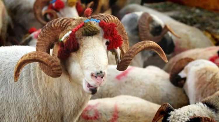 <p>Peki, zincir marketlerin kurban satış fiyatları ne kadar? İşte Migros, A101 ve CarreforSA gibi zincir marketler 2024 kurbanlık fiyatları...</p>
