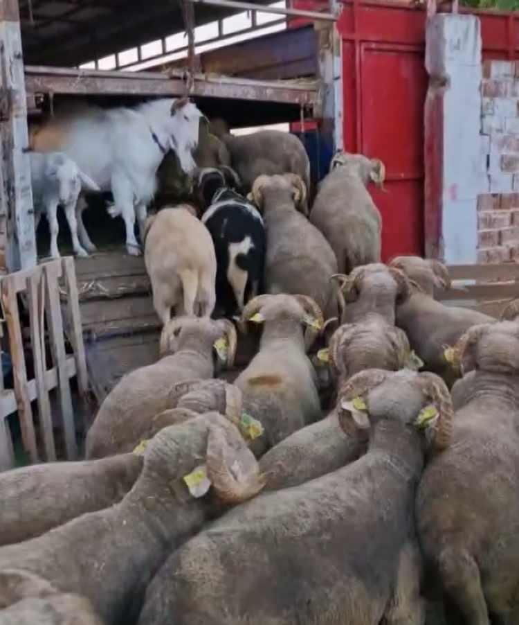 <p>Biz de onu çırak olarak yetiştirmeye karar verdik. Şu an aynı işi birlikte görüyorlar. İki çiftliğimiz var bu da Kılavuz Keçimiz gibi usta olduğunun da onu da diğer çiftliğimizde kullanmayı düşüyoruz" </p>
