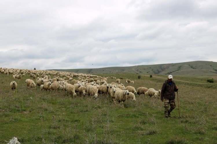 <p>Sivas'ın Zara ilçesi Eymir köyünde vatandaş çoban bulamamanın yanında bir de bu vaatle dolandırılıyor.</p>
