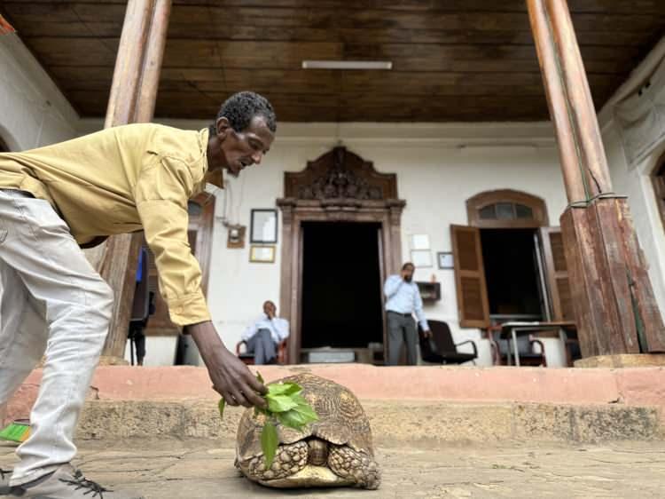 <p>Etiyopya'nın Harar eyaletinde yaşayan ve 85 yaşında olan koleksiyoner Abdullah Ali Şerif, kendi adını taşıyan müzede İslam ve Osmanlı tarihine ışık tutan eserlerin haricinde 2. Dünya Savaşı'ndan kalma silahları sergiliyor. Aynı zamanda Şerif, müzenin avlusundaki dev kaplumbağanın bakımını da üstlenmiş durumda.</p>

<p> </p>
