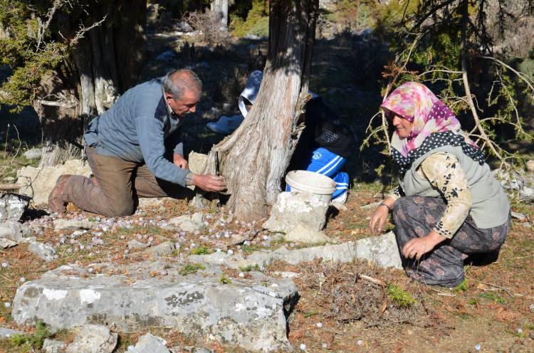 <p>Gerçekten bu pekmezi yapmak zordur. Yıllık olarak 2 ton andız pekmezi üretiyorum" dedi.</p>