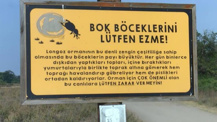 <p>Scarabaeus sacer cinsi böceklerin koruma altına alındığı Karacabey Longoz Ormanı'na gelenler, delikler kazıp toprağı havalandıran, gübrelemeye yardımcı olan ve doğanın geri dönüşüm sürecini hızlandıran bu böceklere zarar vermemeleri için tabelalarla uyarılıyor.</p>
