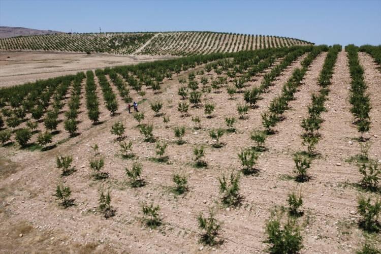 <p>Sonbaharda yapılacak hasatla badem üretiminde, bu yıl hava şartlarını iyi gitmesi ve yeterli yağışın olması dolayısıyla iyi verim bekleniyor.</p>
<p> </p>