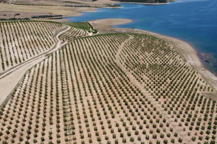 <p>Özellikle 5 yılda alan ve üretimde iyi bir seviyeye gelindiğini aktaran Kılıç, badem üretim alanının 18 bin 800 dekardan, 32 bin dekara kadar yükseldiğini belirtti.</p>
<p> </p>