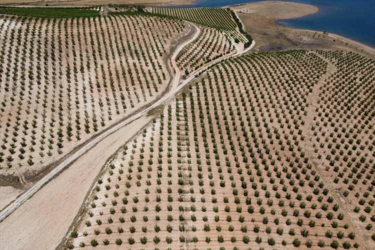 <p>Kılıç, "5 yılda badem ekiliş alanında yüksek artış oldu. Badem ağacı sayısı da yaklaşık 314 binden, 507 bine kadar yükseldi." dedi.</p>
<p> </p>