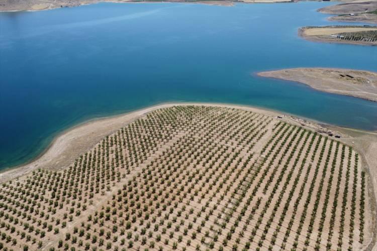 <p>Badem üretiminde ülkede 13. sıraya yükseldiklerini bildiren Kılıç, üretimi yapılan bademlerin çerez olarak ve badem şekerinin yapımında kullanıldığını kaydetti.</p>
<p> </p>