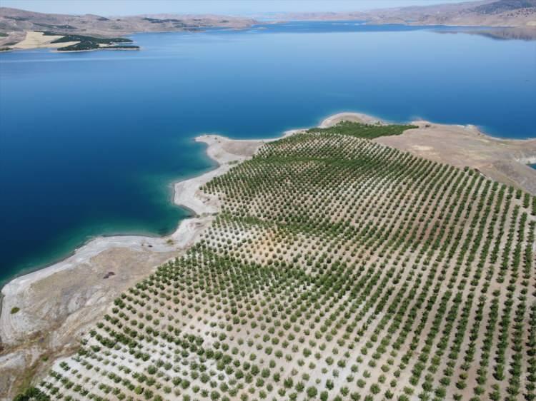 <p>Elazığ'ın önümüzdeki yıllarda badem üretimi bakımından Türkiye sıralamasında daha yukarılara yükseleceğini öngörüyoruz.</p>