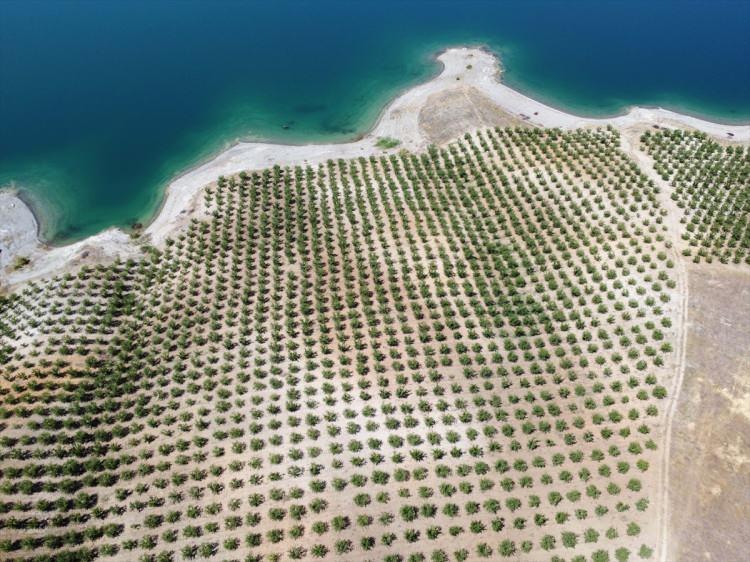 <p>Geçen yıl 3 bin 800 ton olarak gerçekleşen badem üretiminin önümüzdeki yıllarda daha yükselecektir. Bu yıl üretimde ciddi bir artış bekliyoruz."</p>
