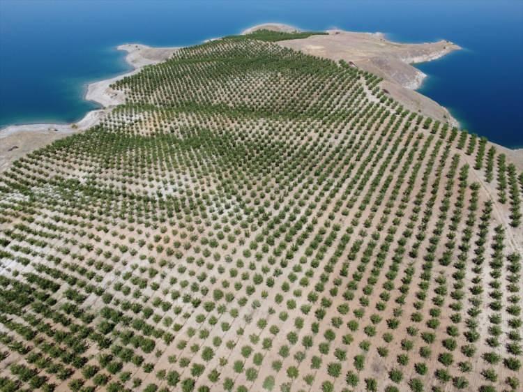 <p>Devletin kendilerine sağladığı imkanla hazine arazisi kiraladığını bildiren Yıldırım, "Bu işe ilk başladığımızda sulama altyapısını yapıp ve tarladaki taşları temizledik.</p>
