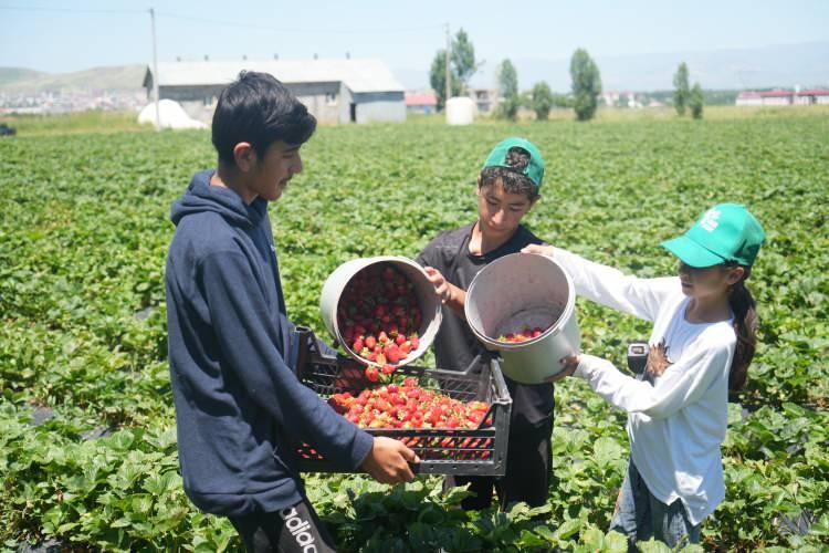 <p>Manisa'dan getirttiği 100 bin adet çilek fidesini arazisine eken Özkan, yılın ilk hasadını yapmaya başladı.</p>