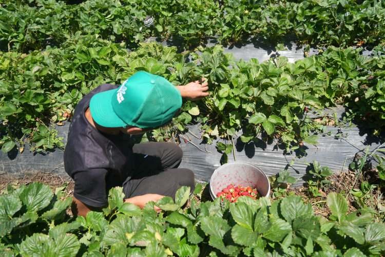 <p>Hasadı yapılan tarlada aylık ortalama 40 ton çilek elde ettiğini ifade den Özkan, 15 dönüm arazisi olduğunu ve daha önce burada yonca ektiğini söyledi. </p>