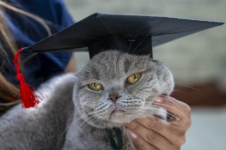 <p><span style="color:#FF0000"><strong>"TABURCU DEĞİL MEZUN DİYORUZ"</strong></span></p>
<p><span style="color:#000000"><strong>Kedi ve köpekler için "taburcu" kelimesini değil de "mezun" kelimesini kullanmayı tercih ettiklerini ifade eden Denli, "Taburcu kelimesi 'hastaydı, iyileşti' gibi; bu negatif düşünceyi kabul etmek istemiyoruz. Engelli hayvanlarla da ilgileniyoruz, ağır vakalarımız var. Aslında onların da hayata tutunması için mutlu olmalarına ihtiyacınız var. Buradan baktığınızda aslında bazen yürümeyi, bazen oyun oynamayı, hatta görmeyi bile sonradan öğreniyorlar. Aslında onların hayata ikinci kez başladıkları nokta oluyor. O yüzden de yeni hayatlarına güzel devam etsinler diye 'mezuniyet' diyoruz." değerlendirmesinde bulundu.</strong></span></p>
