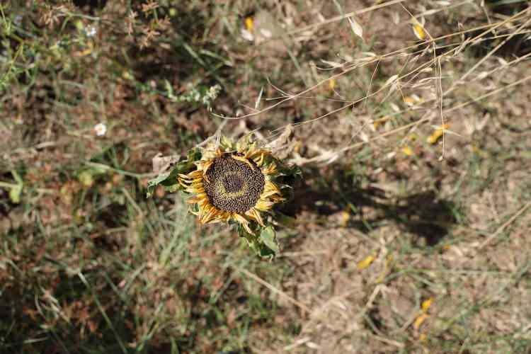 <p>Aşırı sıcaklıkların etkili olduğu bölgede ayçiçek tarlalarındaki kuraklık manzarası havadan da görüntülendi.</p>