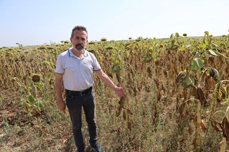 <p>Haziran ayında ayçiçeklerinin içinin olgunlaşma dönemi olduğunu aktaran Ziraat Mühendisi Barış Kurtaran, “Geçtiğimiz hafta yaşanan aşırı sıcaklar nedeni ile ayçiçekleri neredeyse 1 ay erken kurudu.</p>
