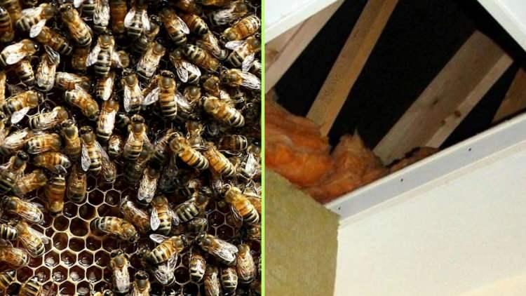 <p>Bir evin yatak odasının tavanında ortaya çıkan 180.000 tane arı sürüsü dünyayı hayrete düşürdü. </p>
