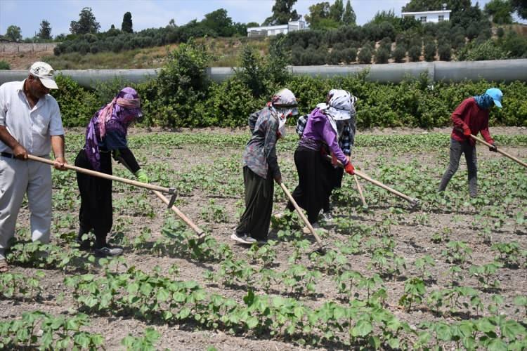 <p>Yörede aşırı sıcakların ayçekirdeğinin dolduğu "kelle" denilen kısmın büyümesini durdurup küçük kalmasına neden olduğunu anlatan Kaçar, bunun da verimi etkileyeceğini belirtti.</p>

<p> </p>
