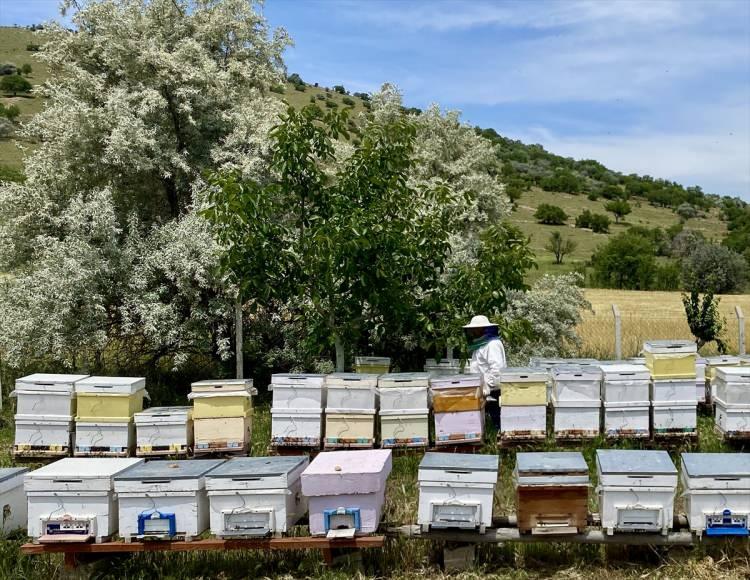 <p>Proje kapsamında, bağışıklığı ve bölgeye uyumu yüksek seviyede olan Anadolu arısının çoğaltılmasına ve koloni oluşturularak yeni ana arı üretimine aynı yıl başlandı.</p>
<p> </p>