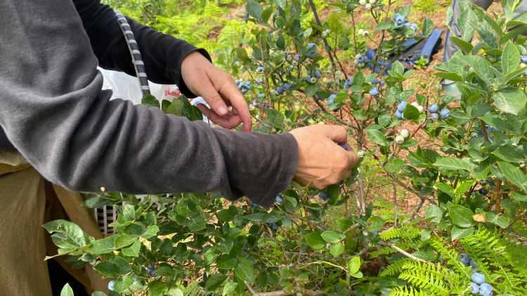 <p>Likapa, yüksek antioksidan içeriği ve sağlığa faydaları ile bilinirken, özellikle bağışıklık sistemini güçlendirmesi ve göz sağlığını desteklemesi ile öne çıkıyor. </p>
