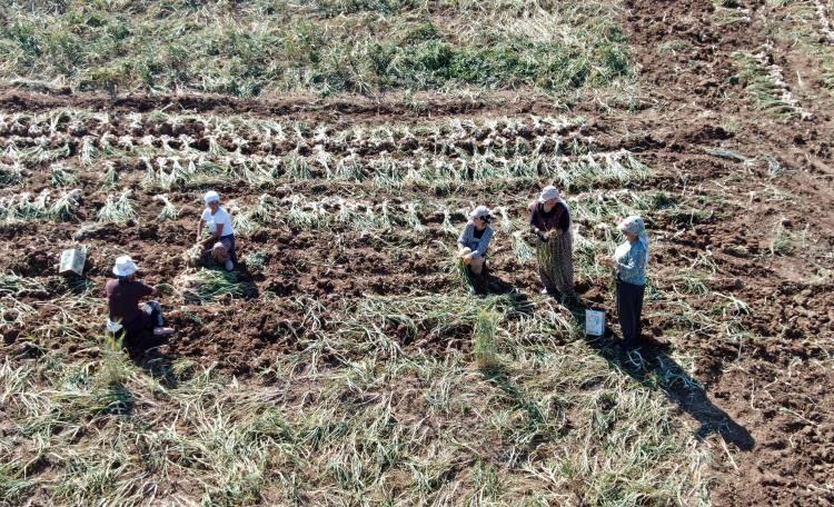 <p>Taşköprü sarımsağının çillerinde oluşan hastalık, sarımsağın büyümesini engelledi. Bu sebeple Taşköprü sarımsağında yaklaşık yüzde 30 verim kaybının yaşanması bekleniyor.</p>