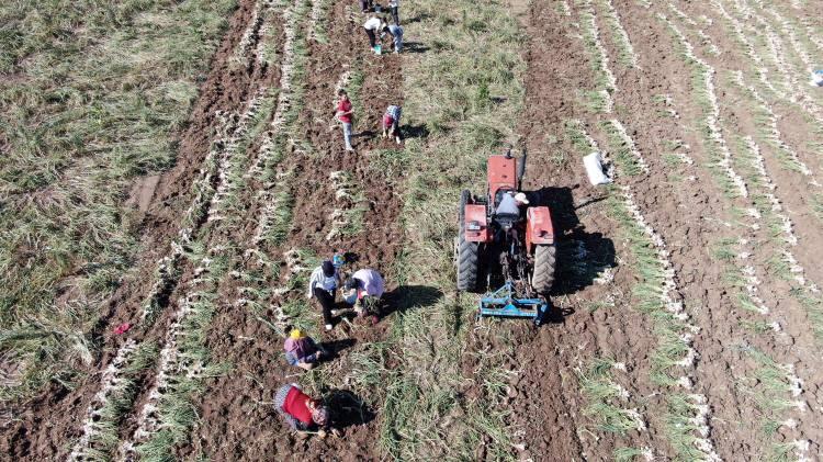<p>Bu hastalığı çözmek için bugüne kadar ziraatçilerimiz bu işin üzerine düşmediler. Yıllardır bu hastalık var. Fakat zamanla bu çil hastalığı bölgemizde çoğaldı. Bize sıkıntı oluşturuyor” dedi.</p>