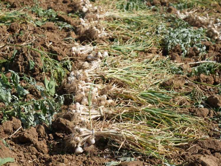 <p>Sarımsaktaki çil hastalığı sebebiyle de yüzde 30 civarında verim düştü. Örneğin, ben tarlamdan dönüm başına 800-900 kilo civarında sarımsak almam gerekirken, bu yıl ancak 300-400 kilogram alabileceğim. Bu da üreticileri çok etkiliyor” diye konuştu.</p>
