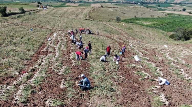 <p>Taşköprü ilçesi Alatarla köyünde işçi başkanı olan Aysel Topçu ise, “Yıllardır sarımsak işiyle uğraşıyoruz. Biz de çiftçiyiz, emek veriyoruz. Günlük başkanlığını da 13 yıldır yapıyorum. </p>