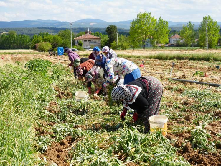 <p>Topraktan çıkartması, ayıklaması, bağlaması; sarımsağın her aşaması zor ama emeklerinin karşılığını hiçbir zaman çiftçi alamıyor.</p>