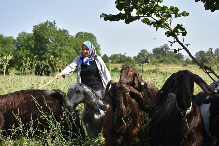 <p>Sağdığı sütlerden ilçe merkezindeki mandırasında yoğurt ve peynir üreten, çiğ süt satışı da yapan Ayyer, ürünlerini sosyal medya ve telefon aracılığıyla il geneline pazarlıyor.</p>

<p> </p>
