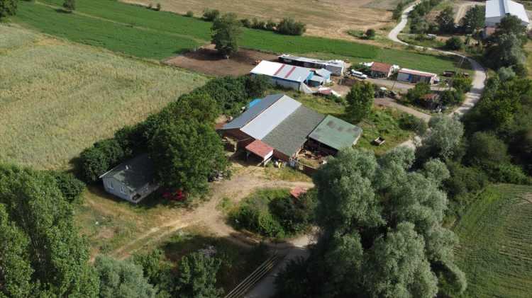 <p>Birkaç yıl önce 50 anaca ulaştığını belirten Ayyer, "Artık yeniden üretmeye başladım. Sabah 06.30'dan 08.00'e kadar sağımı bitiriyorum. Hayvanların bakımlarını yapıyorum, otlatıyorum. </p>

<p> </p>
