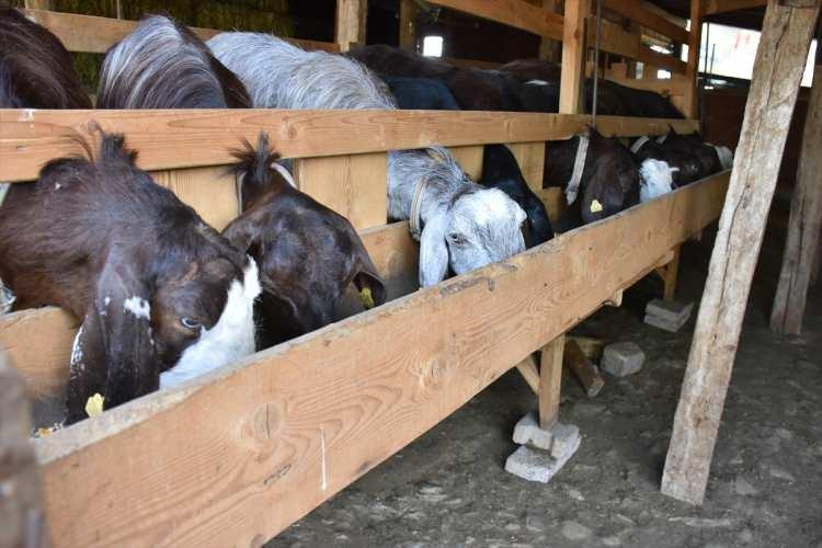 <p>"Bu süreç, oğlaklardan başlıyor. Mesela bana çok yapışık bir oğlak vardı. Onun adını 'Sakız' koydum. Hayvan sayısı az olduğu için kontrol etmek daha kolay oluyor, isim verebiliyorsunuz.</p>
