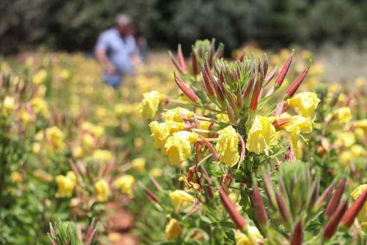 <p>Akademisyenler, bu kapsamda sarı çiçekli "Oenothera biennis" bitkisinin çeşitli yöntemlerle Güneydoğu'da yetiştirilebileceğini tespit etti.</p>

<p> </p>
