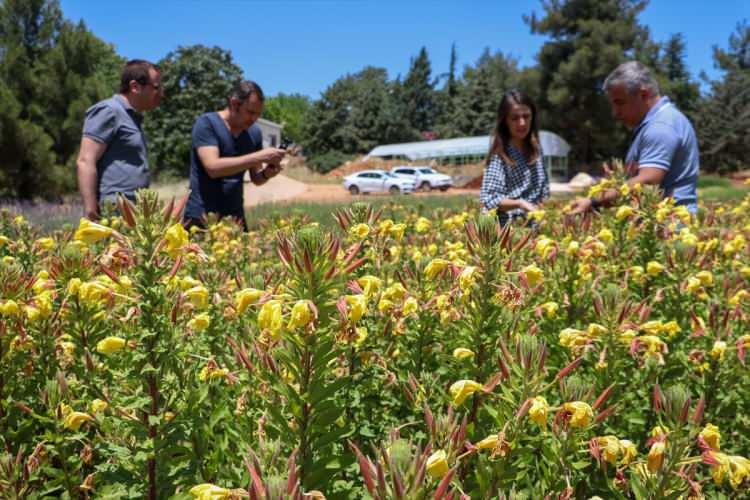 <div>2 yıl boyunca devam eden kalite ve yetiştirme çalışmaları sonrası güzel sonuçlar aldıklarını aktaran Şekeroğlu, şunları kaydetti:</div>

<div> </div>
