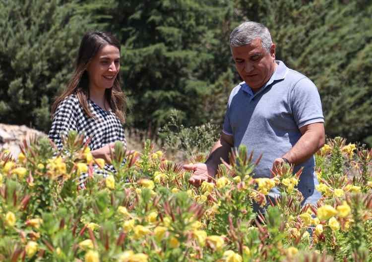 <p>Bugüne kadar bu bitkinin ülkemizde üretimi yapılmamıştır. Gaziantep'te üretip tohumlarından yağ alarak sağlık ve kozmetik endüstrisine ham madde üretimine geçmiş olacağız. </p>
