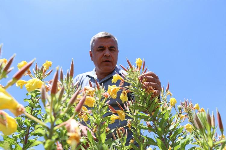 <p>Şekeroğlu, Kilis ve Gaziantep'te 10 civarındaki çiftçiyle sözleşmeli tarım yaparak bu bitkinin tohumlarını üniversite tesislerinde işleyip önemli miktarda yağ elde edeceklerini vurguladı.</p>

<p>​</p>
