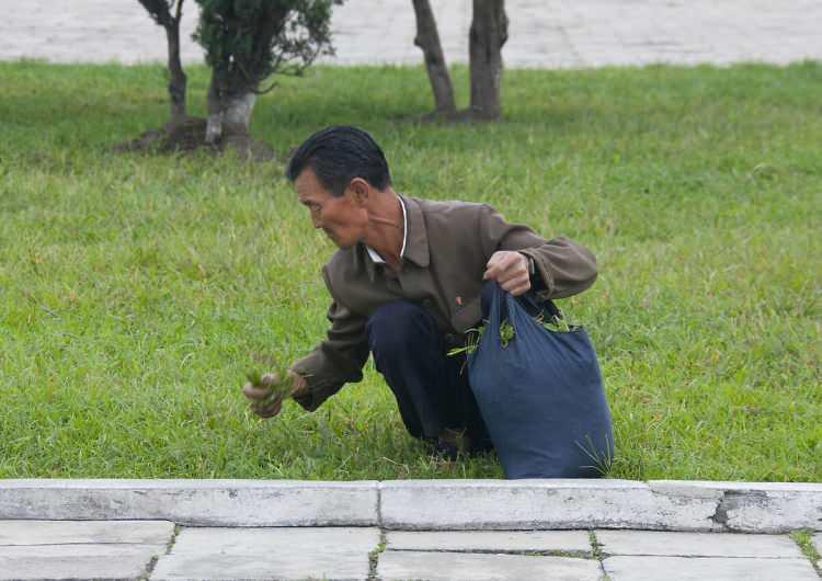 <p>Ot yolan bir Kuzey Koreli. ''Kuzey Koreliler ot yiyor'' diye Batı basınında yer alması olasılığından dolayı fotoğraf silindi.</p>
