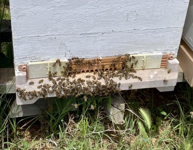 <p><strong>Burası bozkır, d&uuml;zenli bir mevsim akışı olmaz. Burası tamamen endemik bitkilere mahsus bir b&ouml;lge ve kır &ccedil;i&ccedil;eği olan bir alan. Mevsime bağlı olarak gelişen bir bitki florası var. Bu bitki florasına uyum sağlamış, b&ouml;lgenin baharını ve kışını bilen, sezgilerle bal t&uuml;ketimini daha dikkatli yapan bu arı ırkı ilkbahara da &ccedil;ıkabiliyor."</strong></p>
