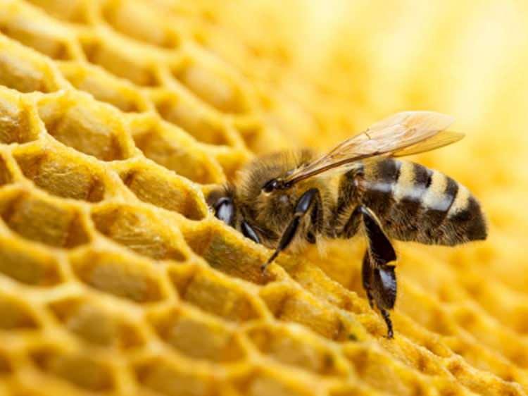 <p>Nurdan Umucu da bir&ccedil;ok &ouml;zelliği bulunan bu arının en &ccedil;ok uzun &ouml;m&uuml;rl&uuml; olması, hastalıkla m&uuml;cadelesi ve verimliliği nedeniyle tercih edildiğine işaret etti.</p>

<p>&nbsp;</p>
