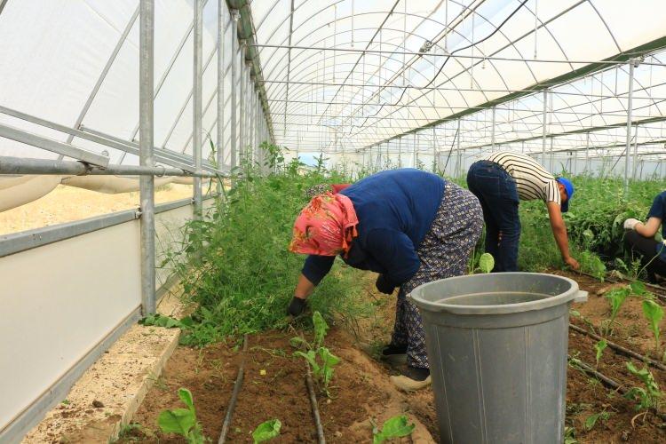 <p>Bu proje kapsamında özellikle Erbaa’da kesme çiçekçilik konusunda kadın istihdamını arttırmak, bu alanda özellikle kadınlarımızın daha fazla üretimde bulunarak gelir getirici faaliyetlerle destekleme hedefindeydik.</p>